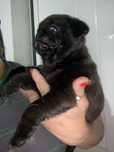 Meninno  PUG” lindissimo cor preto
