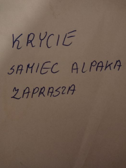 Alpaka samiec czarny