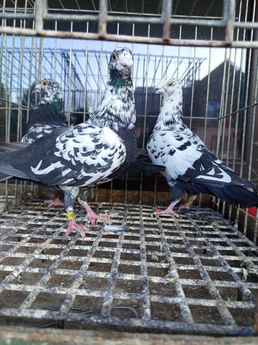 Gołębie  pocztowe tygrysy