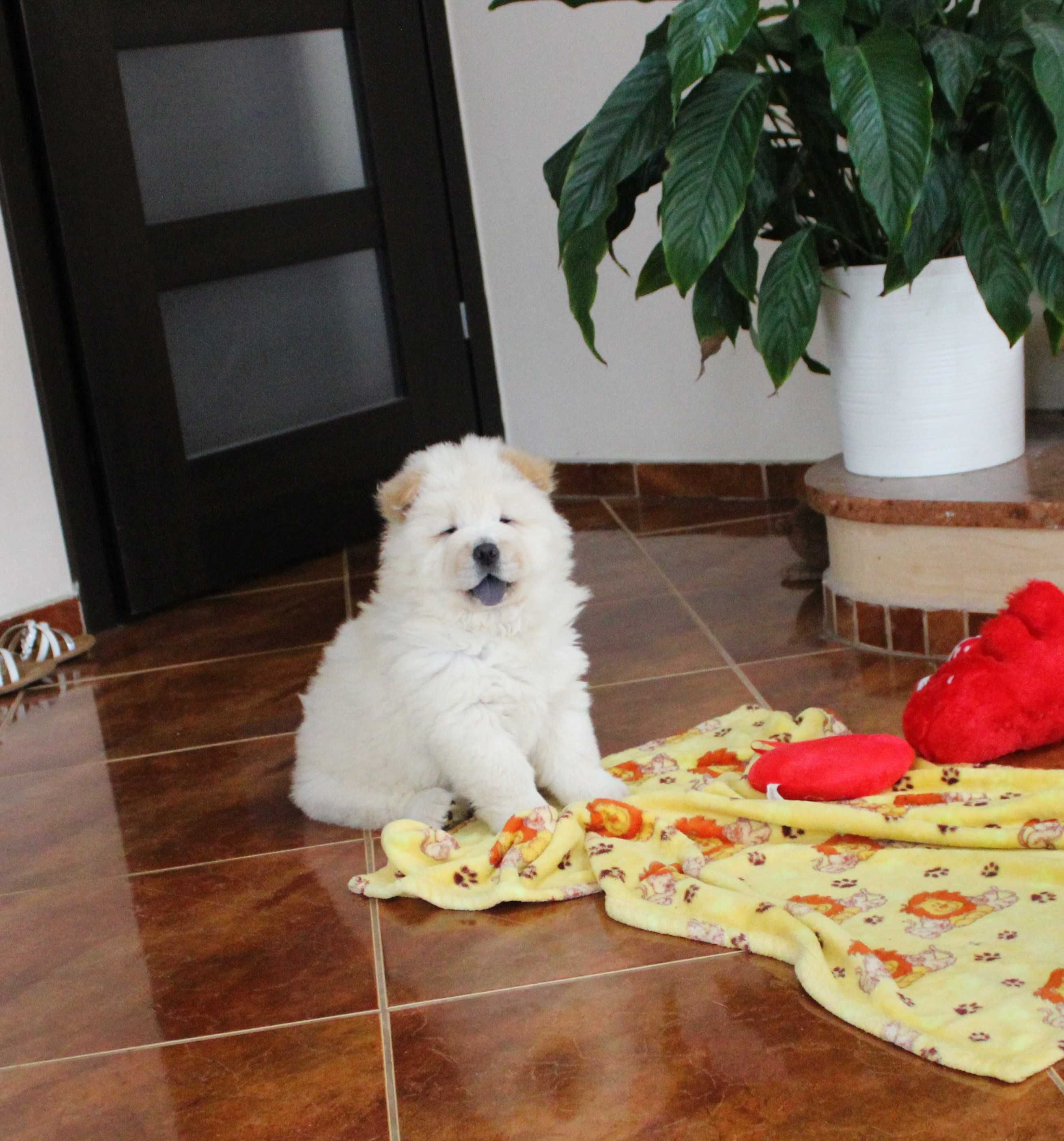 Piękna sunia chow chow