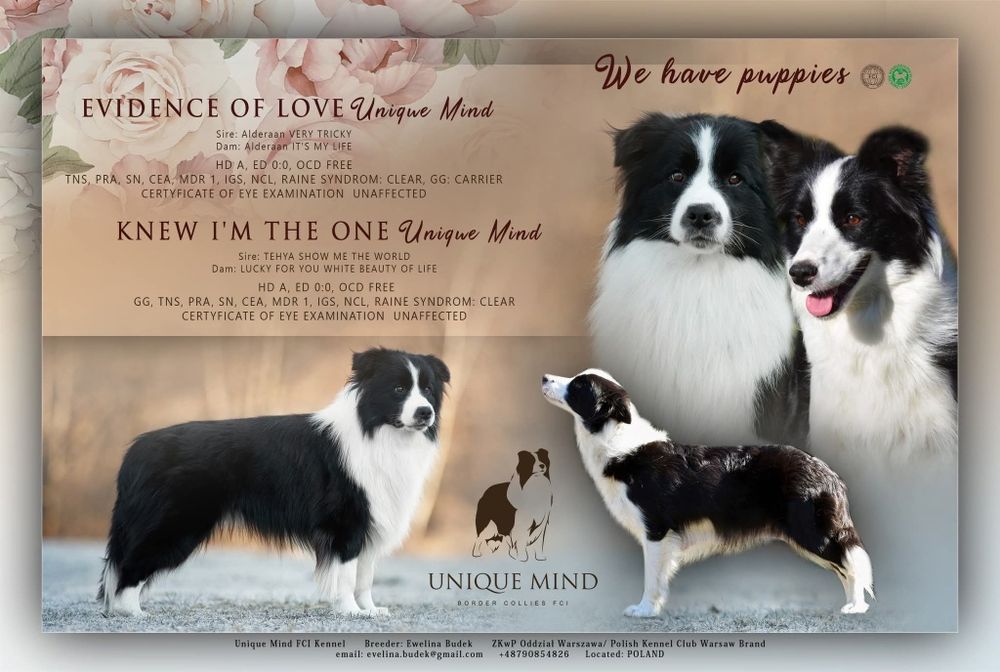 Piękny PIESEK border collie z metryką ZWIĄZKU Kynologicznego w Polsce.