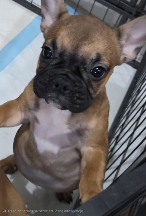 Buldog francuski suczka