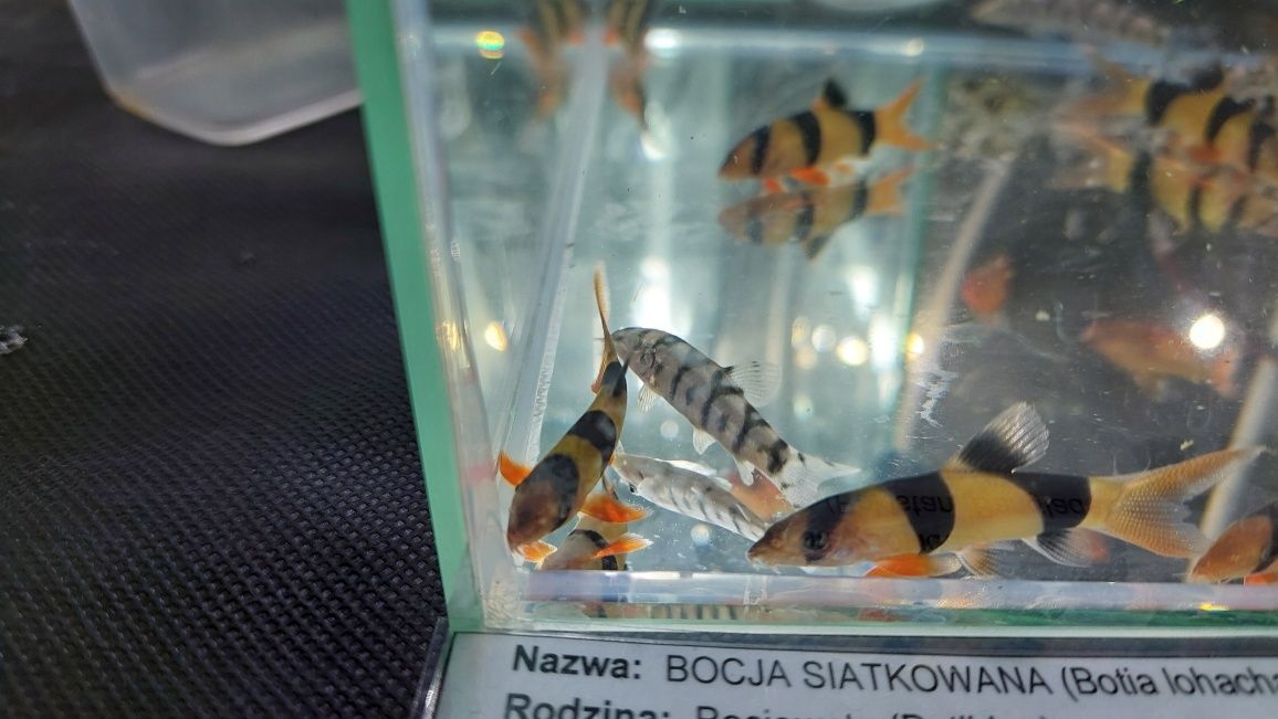 Bocja wspaniała (Chromobotia macracanthus) WYSYŁKA AKWAWIN