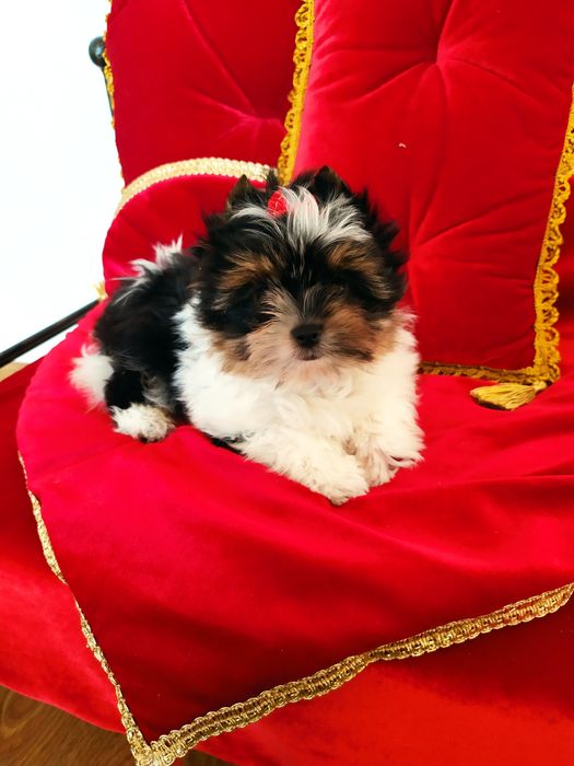 Bardzo maleńki samczyk z metryką ZkwP/FCI Biewer Yorkshire terrier.