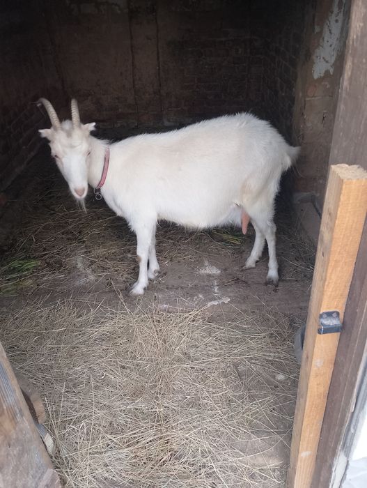 Продається дійна коза