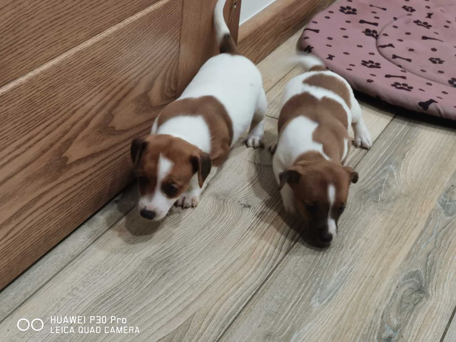 Jack Russell Terrier piękny piesek