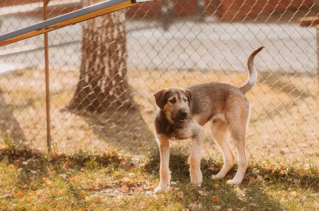 Młody Terier Gapek poleca się do adopcji!!!