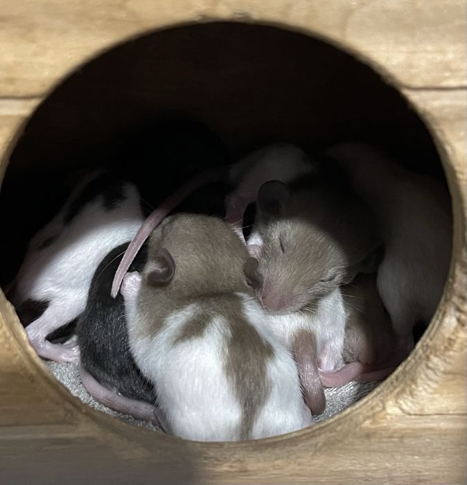 Криси дамбо, декоративні щурі