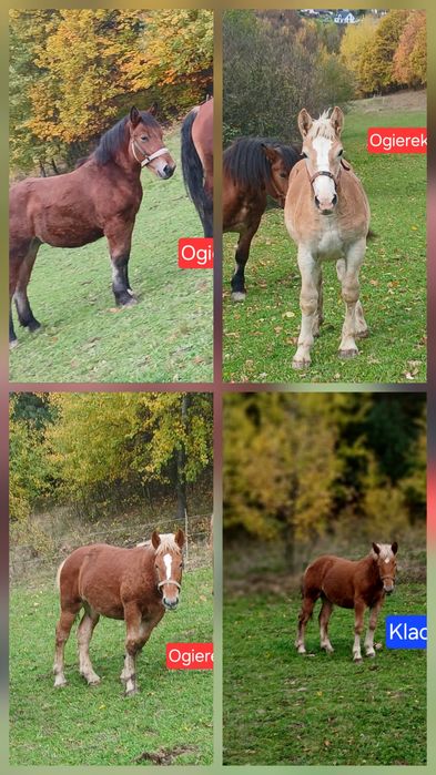 Konie zimnokrwiste, odsadki. Klacz,ogier, nie wałach. Kasztan, gniady.