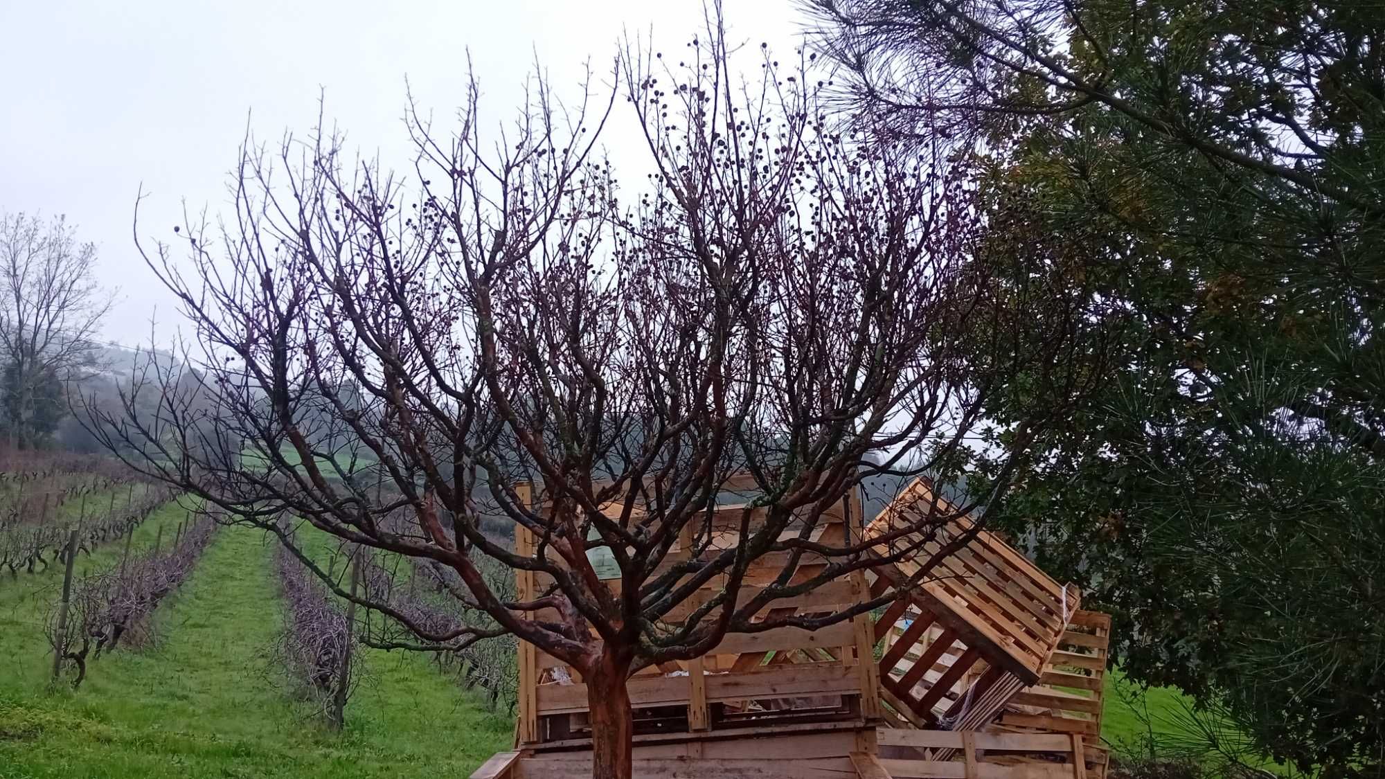 Árvore de decoração