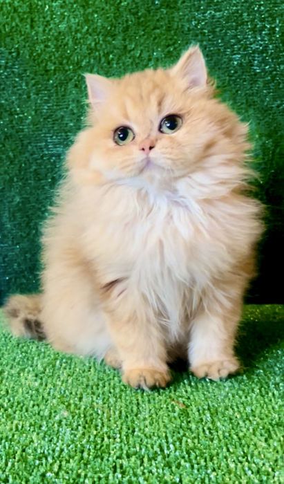 Британська золота шиншила 4 міс