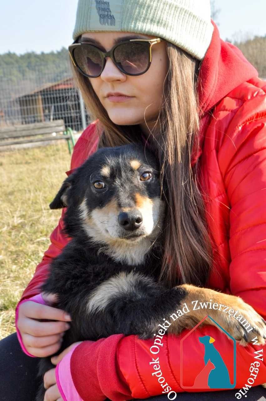 Delikatna, nieśmiała, spokojna, bezproblemowa, 14 kg, adoptuj