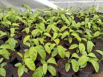 plantas de maracuja roxo envasadas