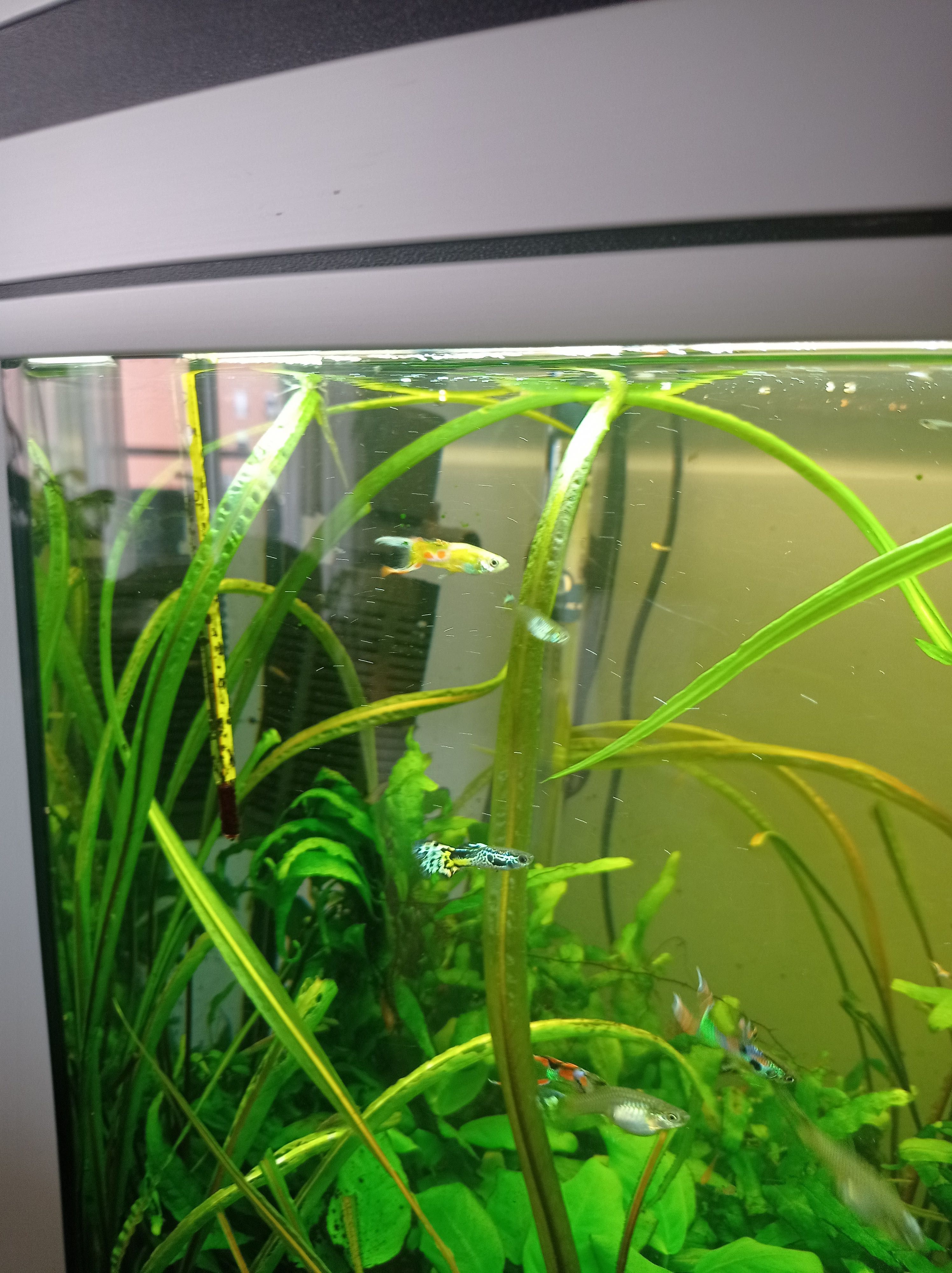 Vendo guppies macho adultos