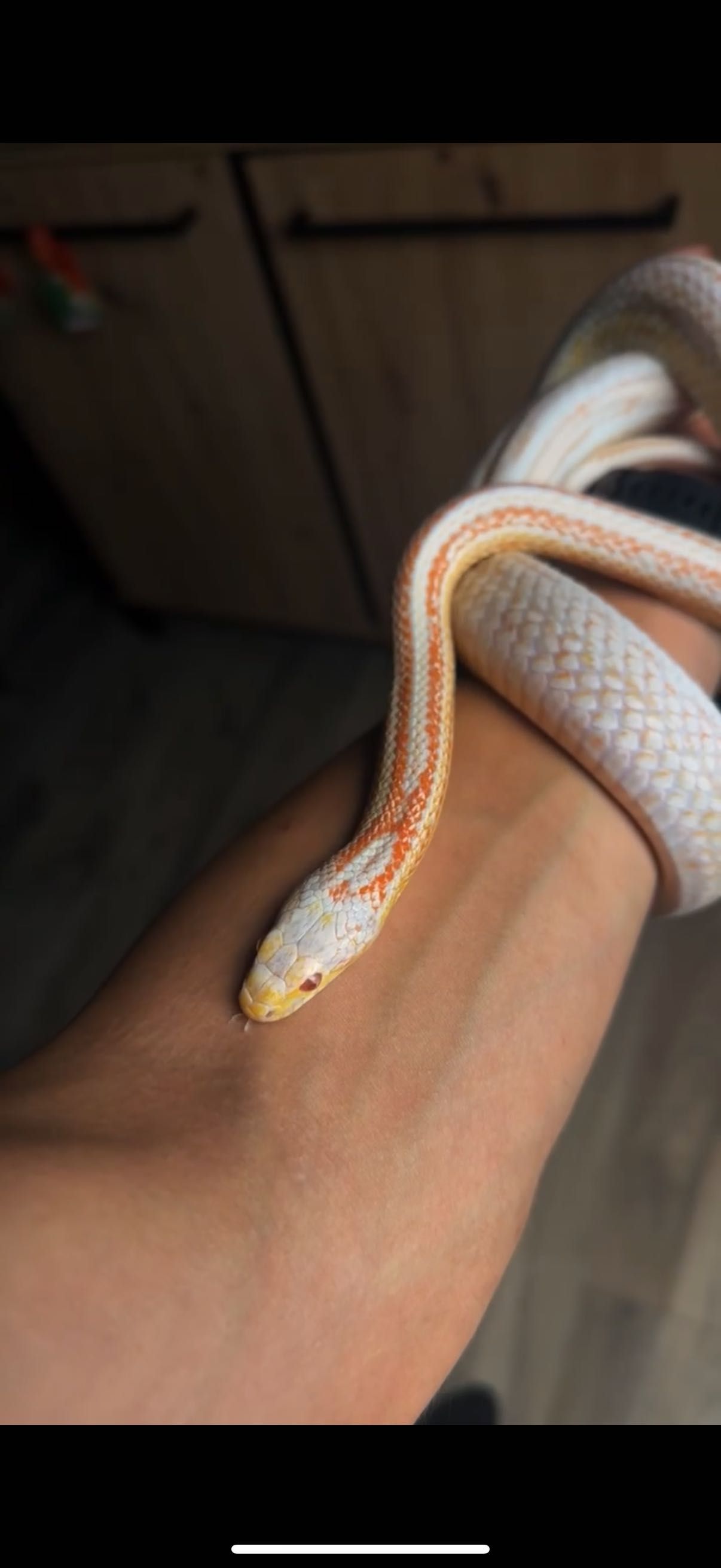 Wąż zbożowy ALBINO + terrarium i wyposażenie!