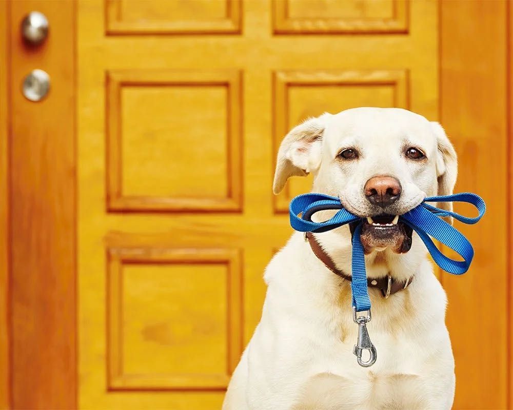 Passear com o cão