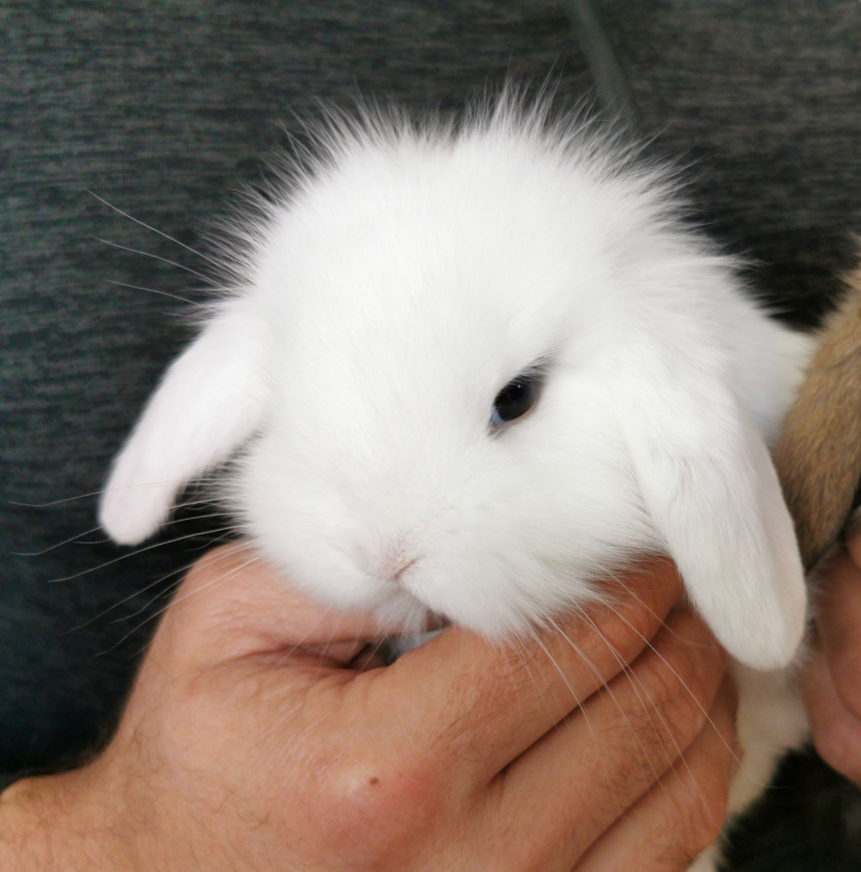 KIT Coelhos anões orelhudos, mini lop super inteligentes