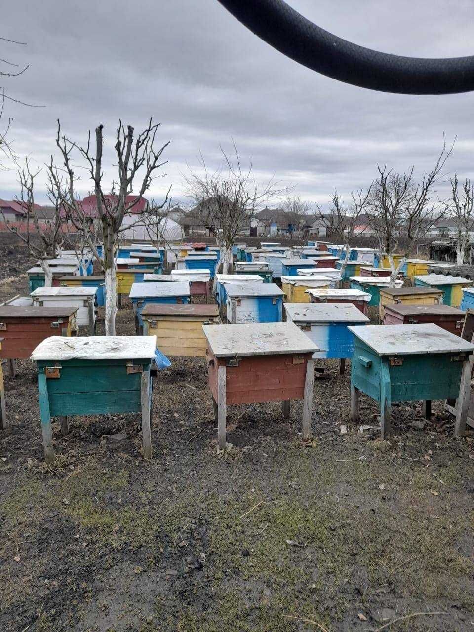 Продаються бджолопакети