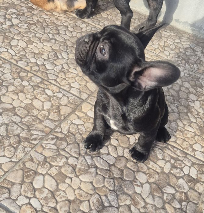 Buldog francuski czarny