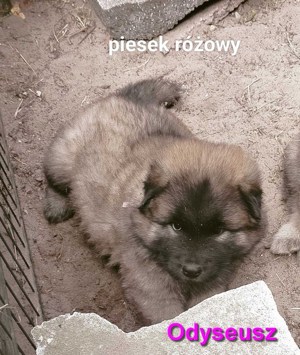 Eurasier FCI -  maluchy już gotowe do odbioru  !!!