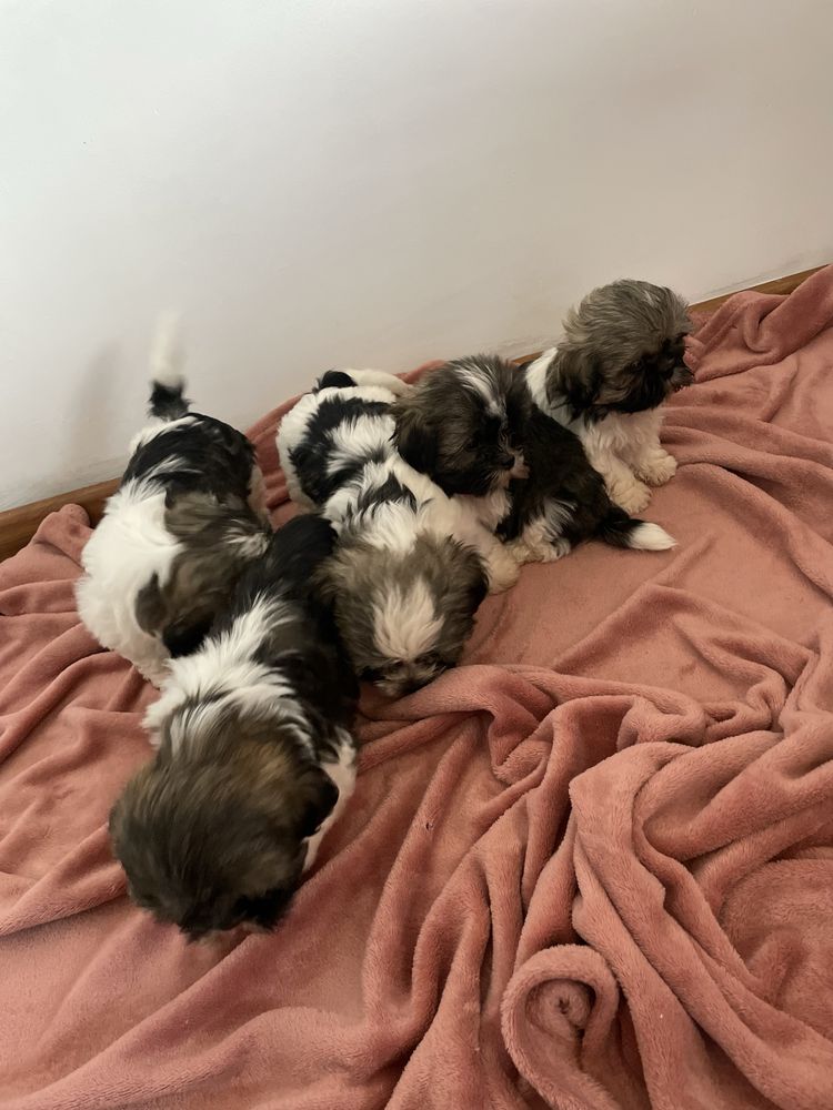ŚliczNy Piesek Rasy Shih Tzu