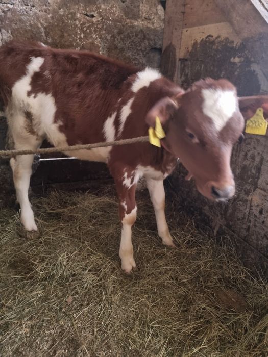 Sprzedam ciele , jałówke