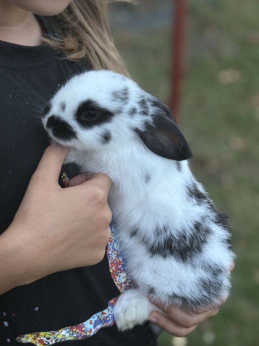 Króliczek miniaturka