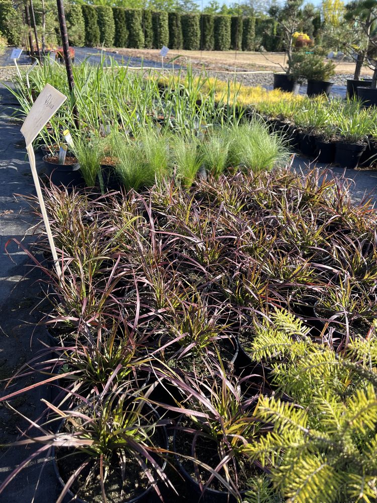 Trawy rozplenica hameln gold  stipa miskant memory rubrum mozga