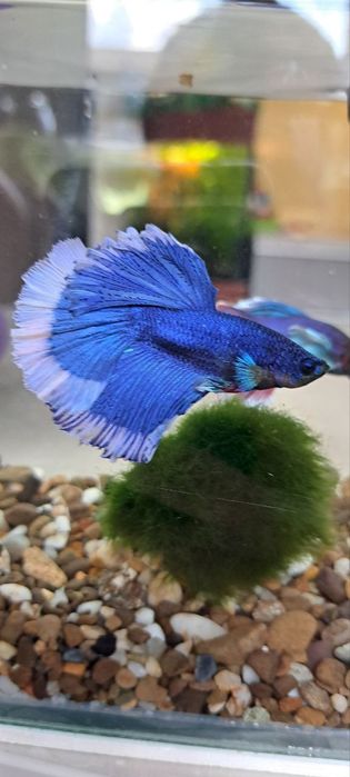 Повний акваріумний набір з рибкою Betta Півник - Супердельта