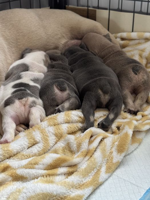 Cudowny Buldog Francuski