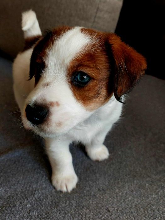 Jack Russell Terrier