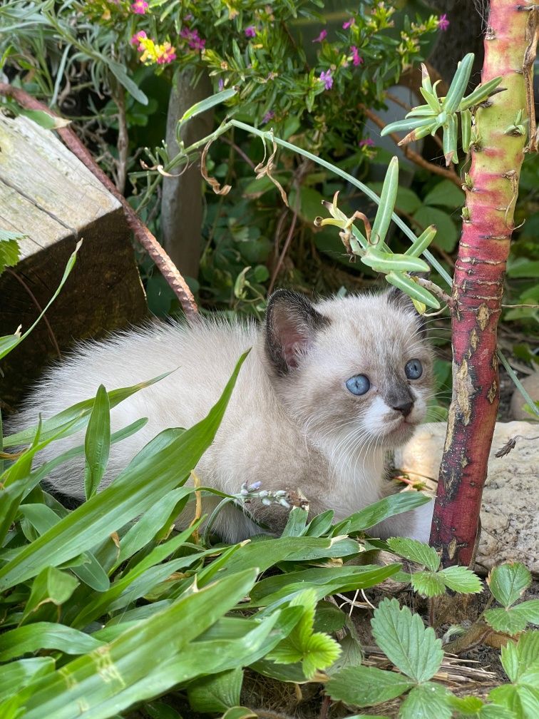 Gato bebé a precisar de mimo e atenção.