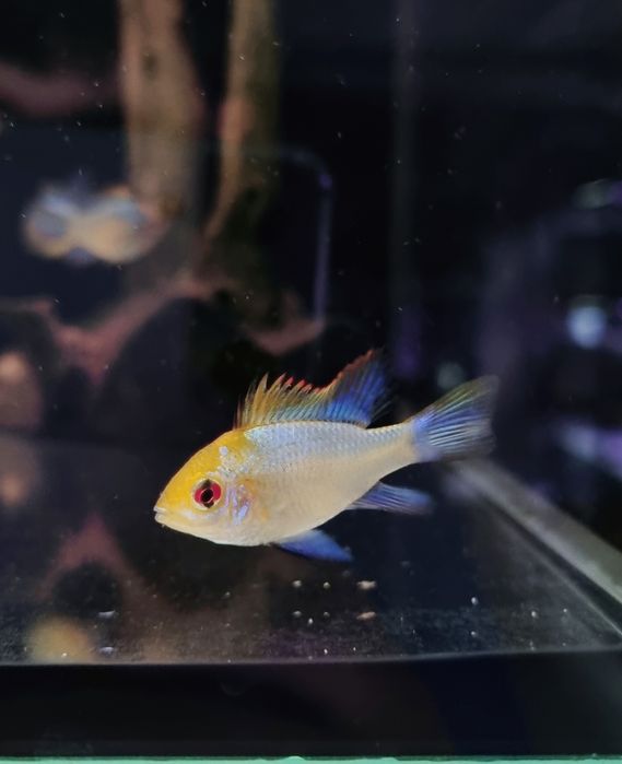 Ramireza electric blue