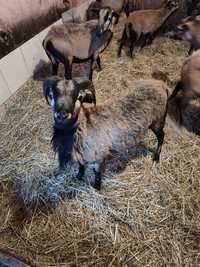 Owce kameruńskie - młody baran