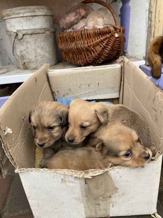 Продам цуценя породи Двортерєр