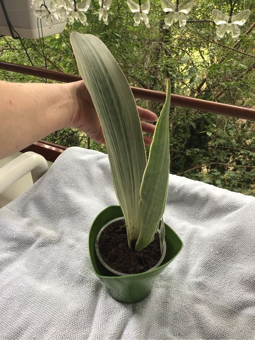 Sansewieria roslina doniczkowa