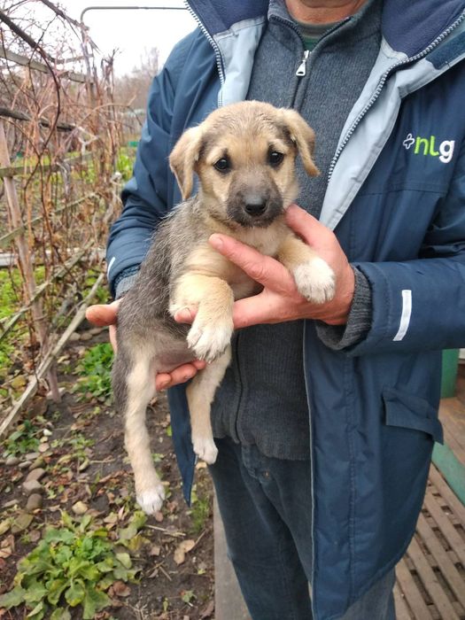 Собаки, цуценята безкоштовно