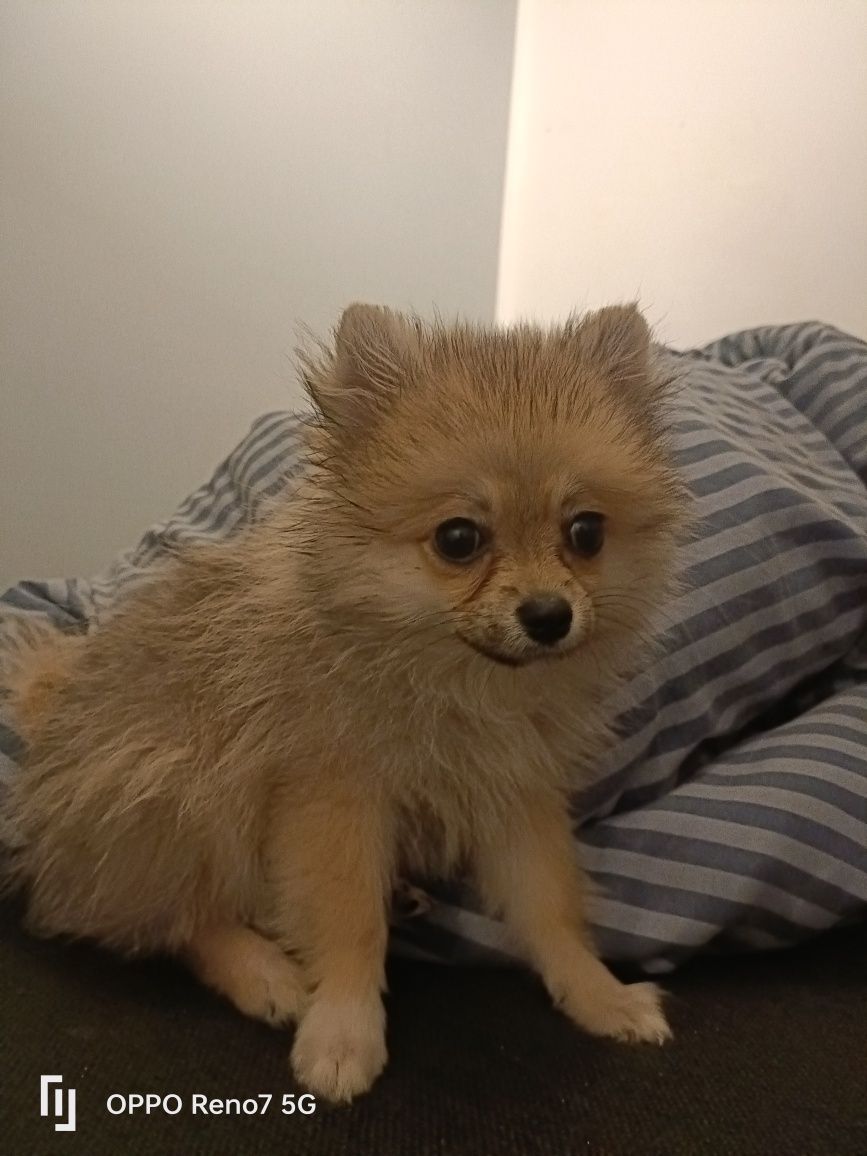 Szpic miniaturowy pomeranian