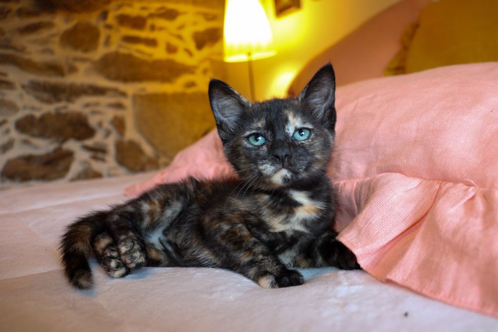 Gatinhos para adoção