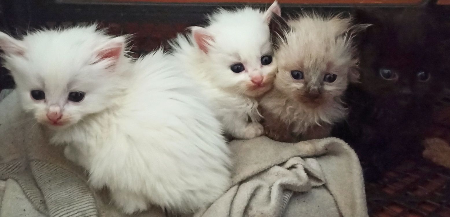 Віддам котиків в добрі руки