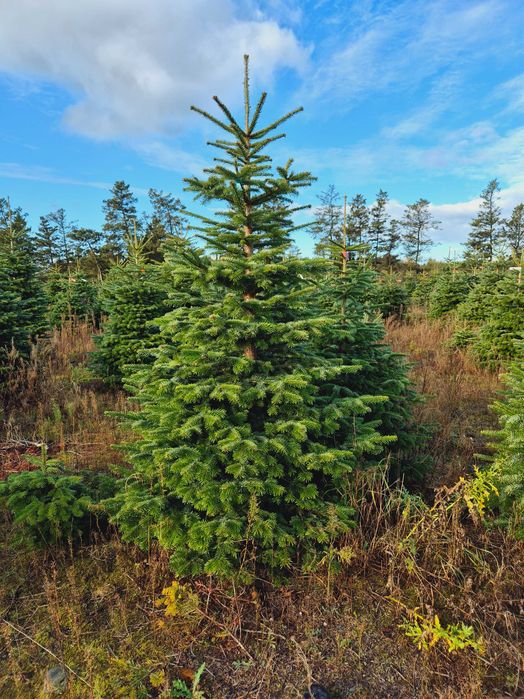 Jodła Kaukaska Cięta 250-300 cm lub w donicy 100-180 cm/ TuChoinki.pl