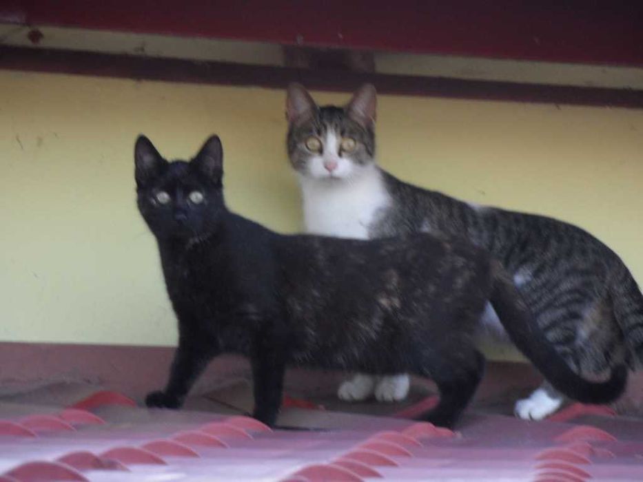 Koty Kotki Młode Oddam nowemu opiekunowi zupełnie za darmo