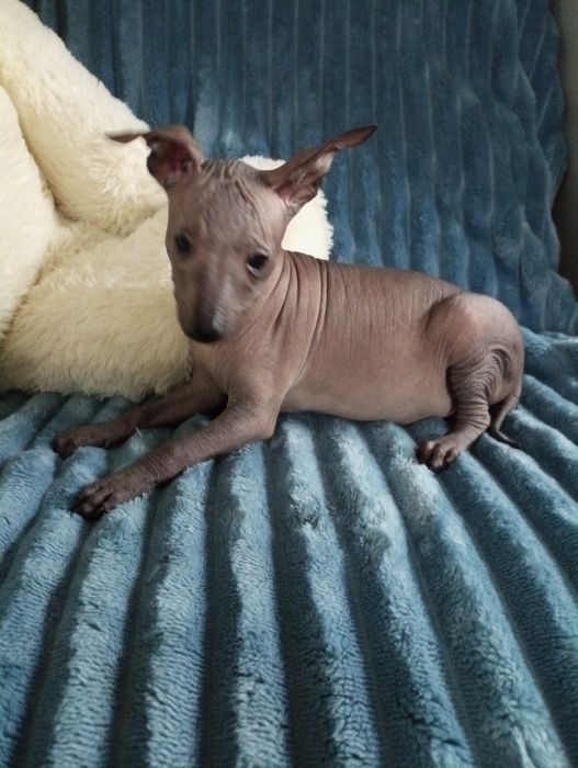 Nagi pies meksykański xolo miniatura