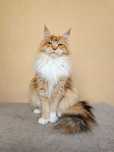 MAINE COON - koteczka ROMINA (po sterylizacji) - rodowód FPL/FIFE