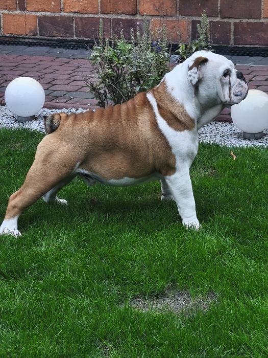 Buldog angielski FCI PIESEK