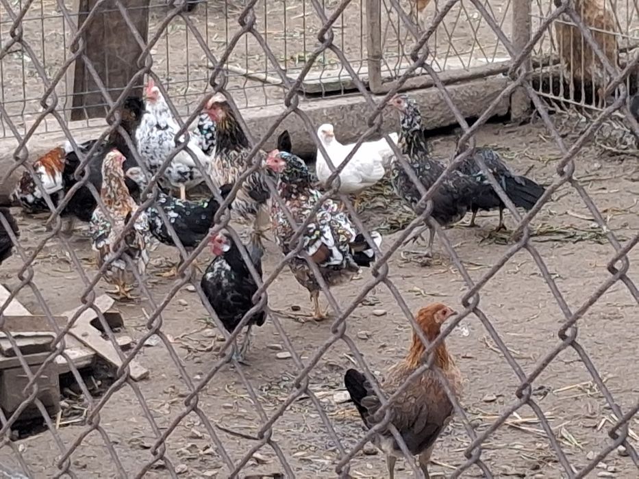 Jaja lęgowe przepiórki, liliputki, silki i kaczki biegusy