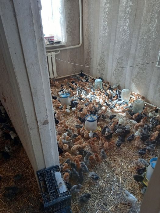 Курчата домашні за гарною ціною