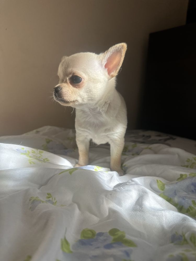 Chihuahua krótkowłosa