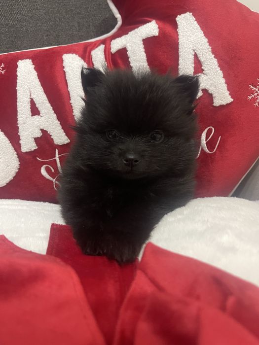 Szpic Miniaturowy Pomeranian samiec
