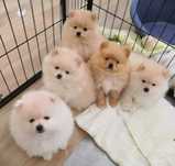 Szpic miniaturowy pomeranian FCI zapowiedź miotu
